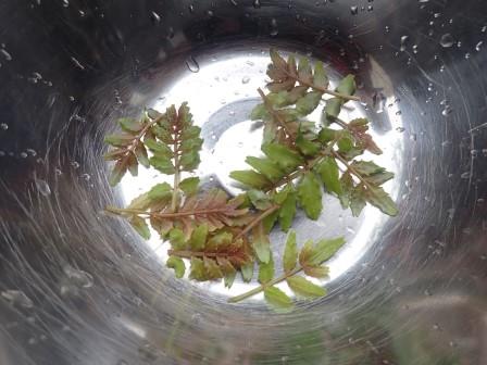 山椒の若葉はほとんどなくなったが、筍のあしらい用に僅かに収穫