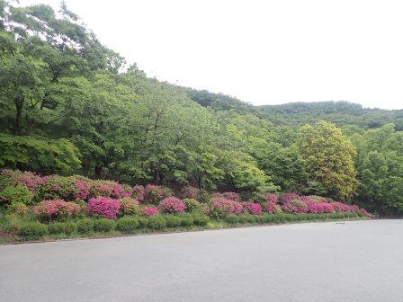 8:07　緑ヶ丘スポーツ公園のツツジの植栽