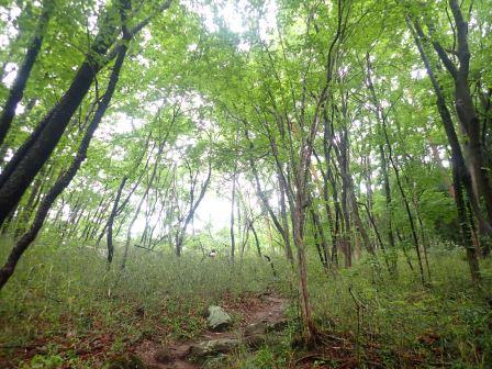 8:17　くねくねと曲がる舗装路ではなく、垂直方向に延びる山道を行く