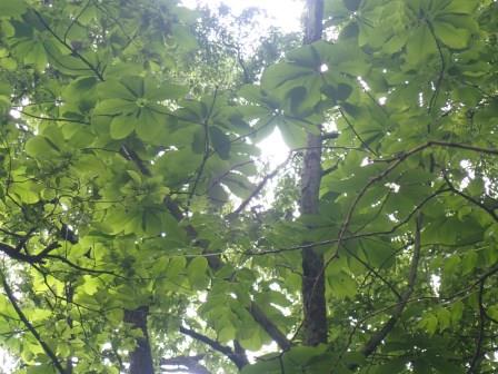 8:39　頭上に朴の葉陰