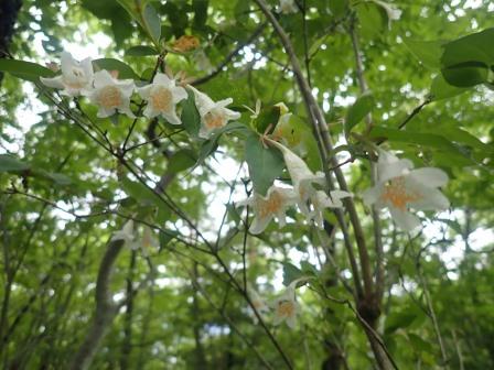 9:06　ツクバネウツギ