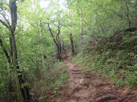 9:21　青葉の間を行く