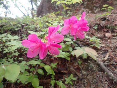 10:16　ミツバツツジも低木だ