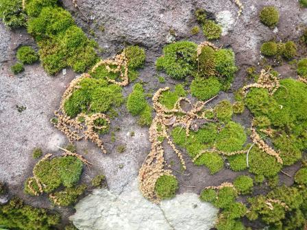 11:07　苔に何かの落花か・・・