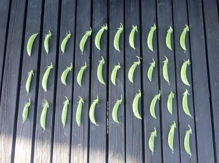 スナップエンドウ初収穫、33個、まだちょっと早かったようだ