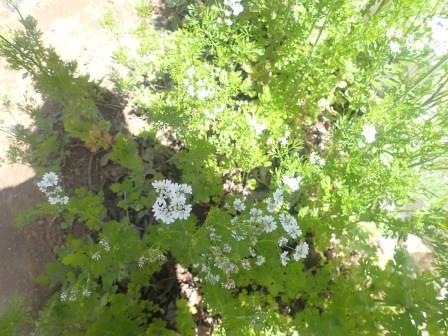 冬越しのパクチーのとう立ち