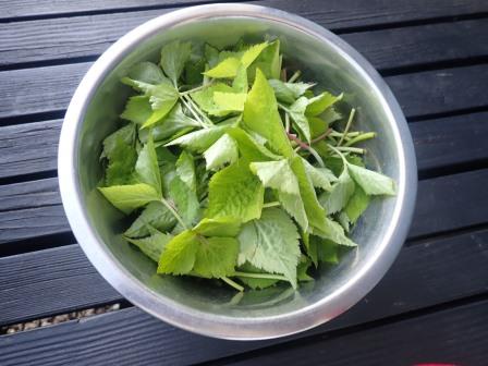 夕食用に三つ葉を収穫