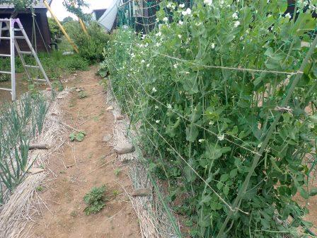 スナップエンドウが外に広がりつつあるので、外側に糸を張る