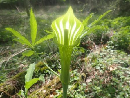 9:06　そこかしこに蝮草、表