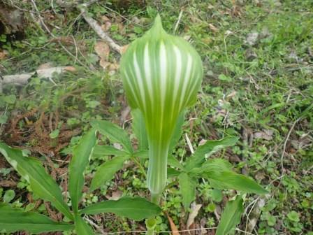 9:07　そこかしこに蝮草、裏