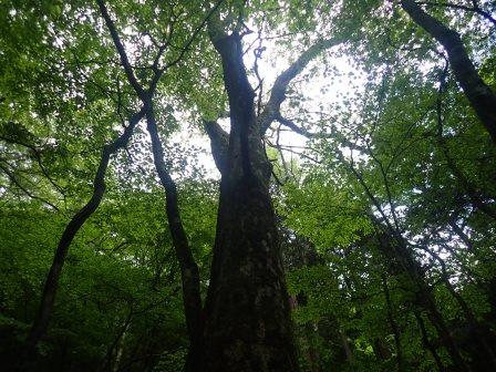 9:56　見上げると緑の屋根