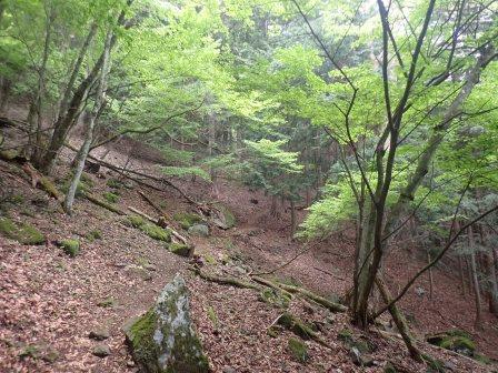 10:00　落葉を踏みしめ青葉の森を行く