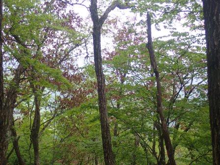12:02　下山時、所々に楢枯れ