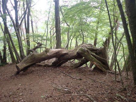 12:09　オブジェの様な倒木