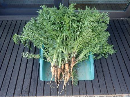 冬越しの人参の撤収