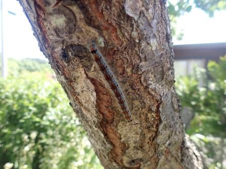 今年は虫が少ないようだが、プラムにマイマイガ