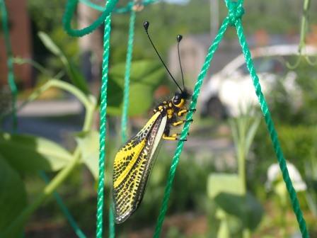 スナップエンドウのネットにオペラ座の怪人、キバネツノトンボ