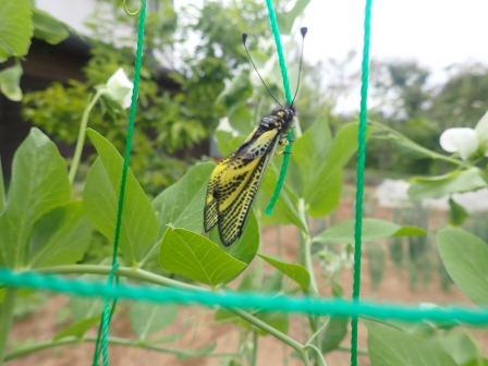 昨日と同じ場所に居続けているキバネツノトンボ