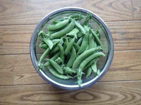 スナップエンドウ100莢収穫
