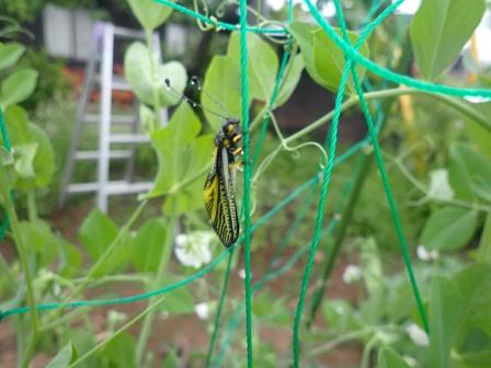 3日目、小雨の中、同じ場所に居続けているキバネツノトンボ
