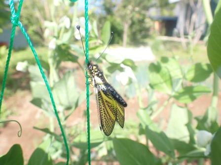 4日目、晴れ、同じ場所に居続けているキバネツノトンボ