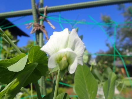 丈が身長ほどになり収穫最盛期を迎えたスナップエンドウ