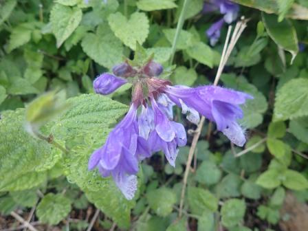 8:12　ラショウモンカズラ