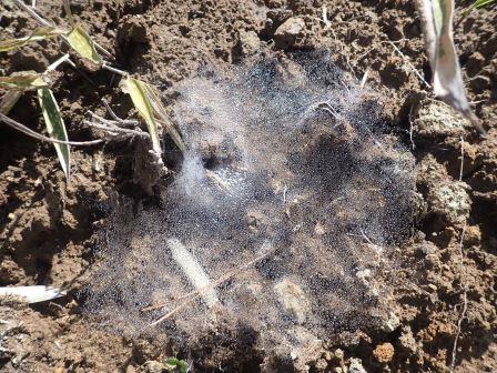 9:18　蜘蛛の巣かな