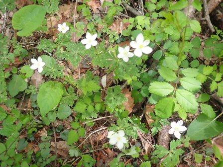 11:39　行きでは花が閉じていたが、帰りでは花が開いたイチリンソウ