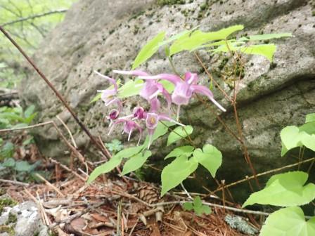 11:41　イカリソウ
