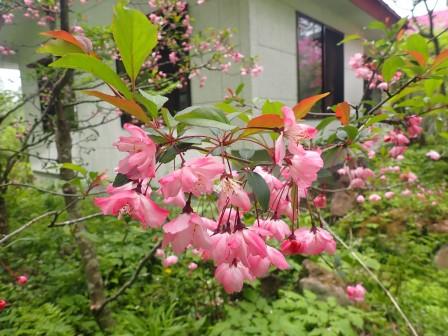 11:57　ハナカイドウ