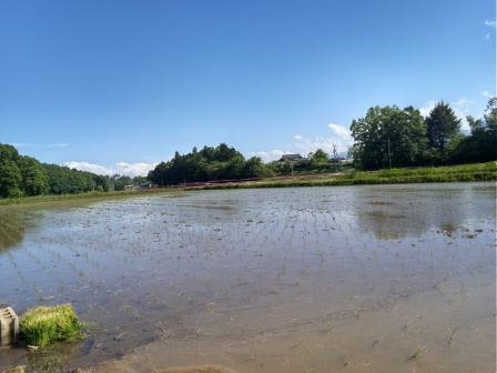 田植え