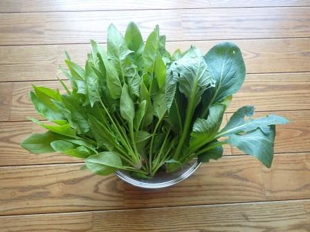 昼食用に小松菜1株と、とう立ちしそうなので法蓮草数株を収穫