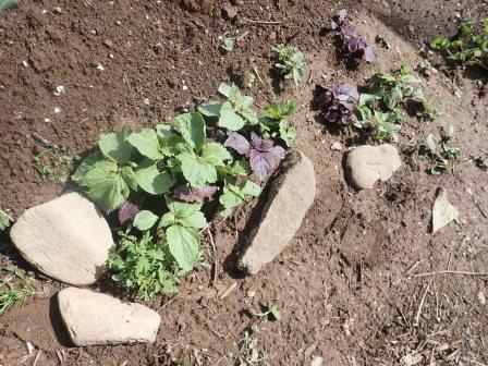 自生え青紫蘇・赤紫蘇