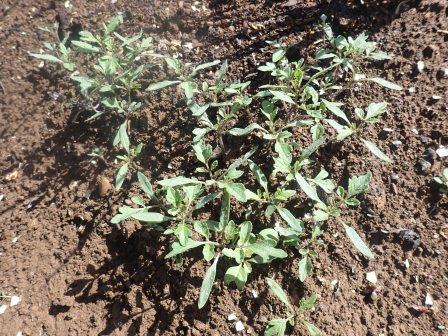 自生えミニトマト