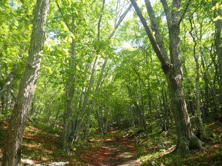 8:46　萌黄の回廊を行く趣