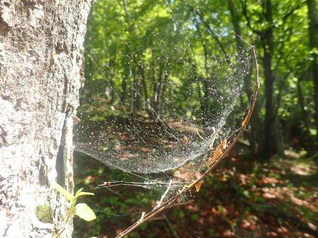 8:49　蜘蛛の巣に朝露