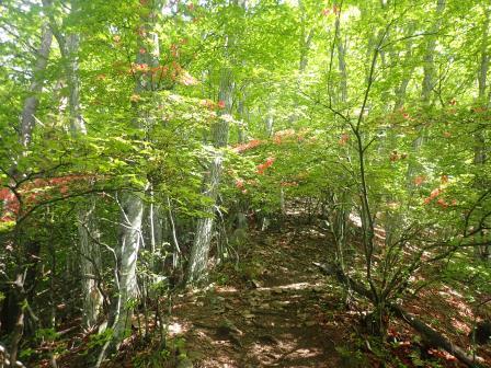 8:58　ヤマツツジで彩られた山道を行く