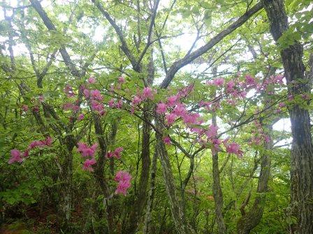 9:21　上に行くとミツバツツジも山道を彩るようになる
