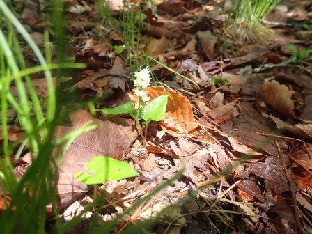 9:45　マイズルソウ