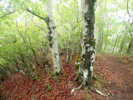 9:45　ブナの表情