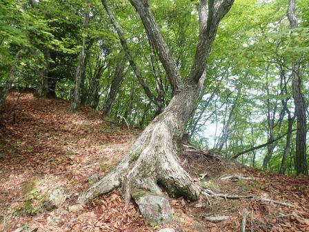 9:51　若冲の果蔬涅槃図の大根の釈迦を想起する楢の木