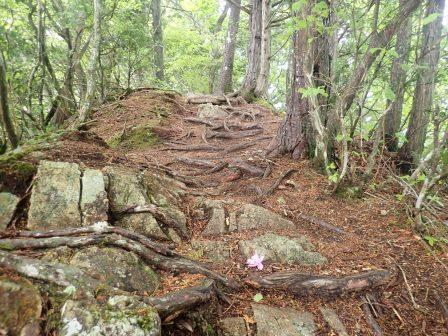 10:00　根で覆われた山道を行く