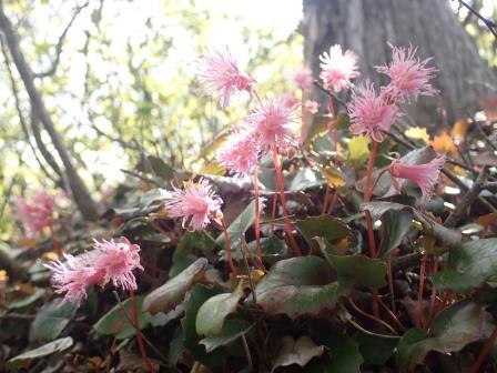 10:35　神座山方面に5分位降りると、お目当ての岩鏡の群落
