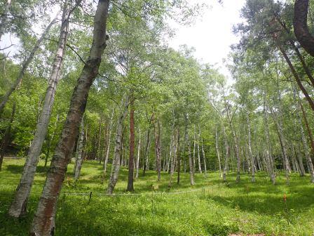 12:23　すずらん群生地の白樺林