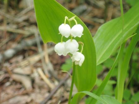 12:23　すずらん