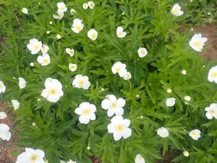 二輪草が満開の時を迎えた