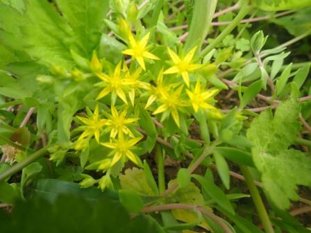 コモチマンネングサ