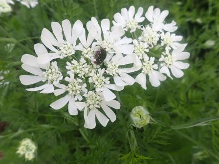 レースフラワーにハナムグリ