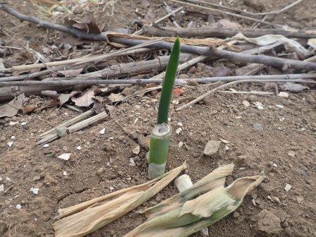 株分けした九条ネギの芽吹き